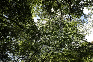 Obraz premium 深緑の道の風景