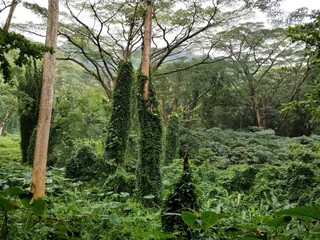 Fototapeta premium Rain forest hike in Oahu Hawaii