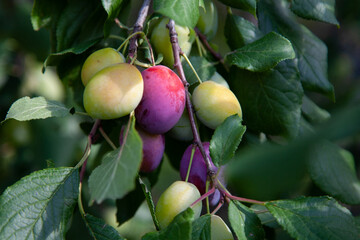 ripening plums on a branch in the garden