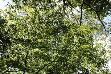 深緑の道の風景