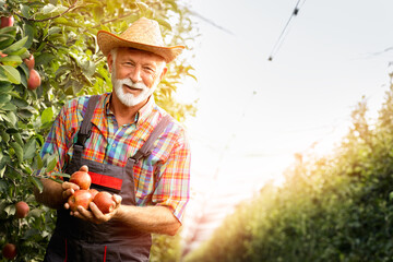 Senior gardener smiling and hold apples