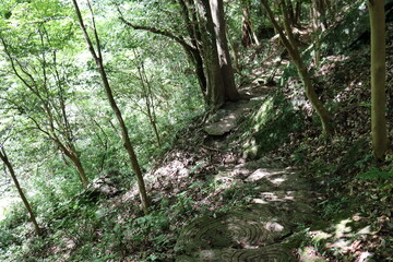 Fototapeta premium 深緑の道の風景