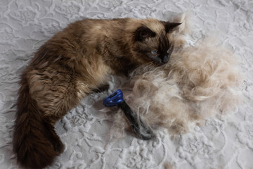 Wool combing process  Furminator for cats undercoat deshedding tool. .
