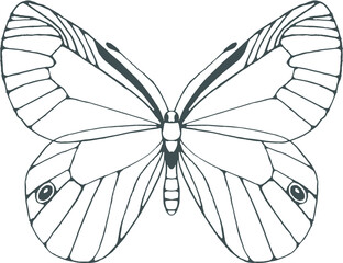 Naklejka na ściany i meble Hand drawn butterfly. Illustration isolated on white background.