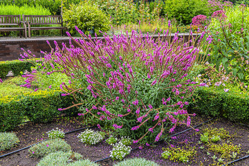 The Bernadine garden (Bernardinu sodas) - beautiful garden in the Lithuanian capital city Vilnius. Park feature botanical and monastic expositions.