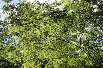 深緑の道の風景