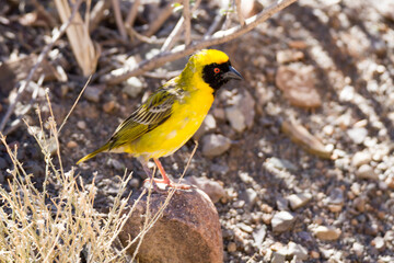 Karoo National Park South Africa: Southern Masked Weaver
