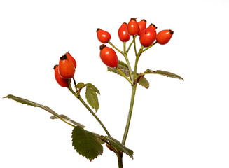 Rose hip isolated on white background