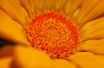 デイジーのマクロ写真