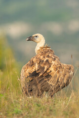 A griffon vulture (Gyps fulvus)