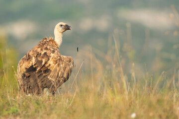 A griffon vulture (Gyps fulvus)