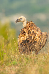 A griffon vulture (Gyps fulvus)