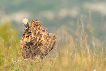 A griffon vulture (Gyps fulvus)