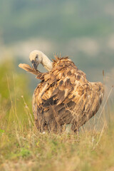 A griffon vulture (Gyps fulvus)