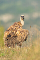 A griffon vulture (Gyps fulvus)