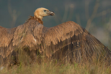 A griffon vulture (Gyps fulvus)