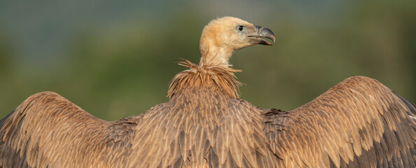 A griffon vulture (Gyps fulvus)