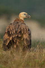 A griffon vulture (Gyps fulvus)