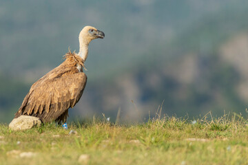 A griffon vulture (Gyps fulvus)