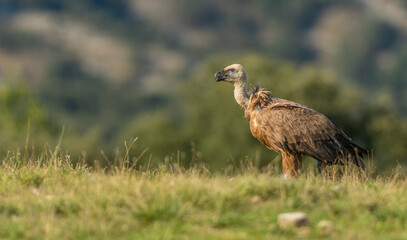 A griffon vulture (Gyps fulvus)