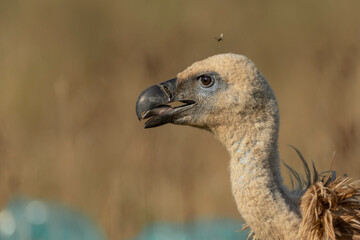 A griffon vulture (Gyps fulvus)