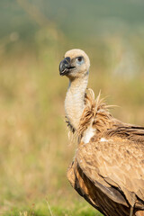 A griffon vulture (Gyps fulvus)