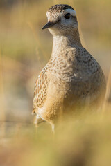 A dotterel (Charadrius morinellus) during its migration in Catalonia