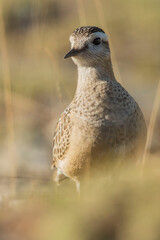 A dotterel (Charadrius morinellus) during its migration in Catalonia