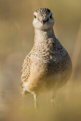 A dotterel (Charadrius morinellus) during its migration in Catalonia