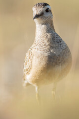 A dotterel (Charadrius morinellus) during its migration in Catalonia