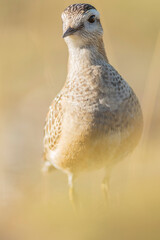 A dotterel (Charadrius morinellus) during its migration in Catalonia