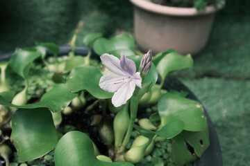 ホテイアオイの紫色の花【ネガ風】