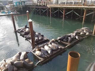 Seals on the pier