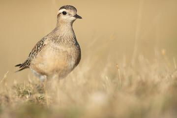 A dotterel (Charadrius morinellus) during its migration in Catalonia