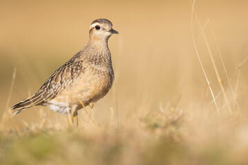 A dotterel (Charadrius morinellus) during its migration in Catalonia