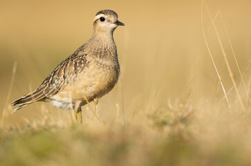 A dotterel (Charadrius morinellus) during its migration in Catalonia