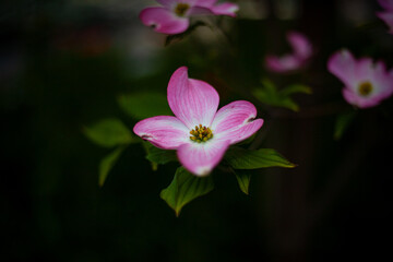 ハナミズキの花