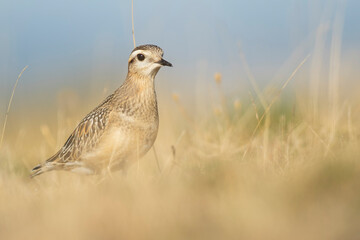 A dotterel (Charadrius morinellus) during its migration in Catalonia