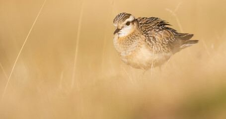 A dotterel (Charadrius morinellus) during its migration in Catalonia