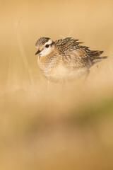 A dotterel (Charadrius morinellus) during its migration in Catalonia