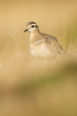 A dotterel (Charadrius morinellus) during its migration in Catalonia