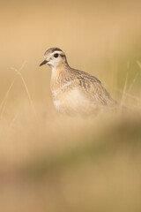 A dotterel (Charadrius morinellus) during its migration in Catalonia