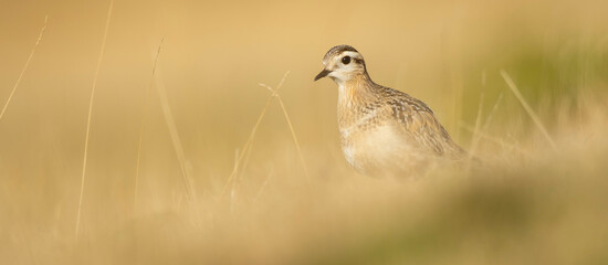 A dotterel (Charadrius morinellus) during its migration in Catalonia