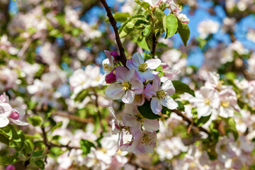 Apple blossom in spring