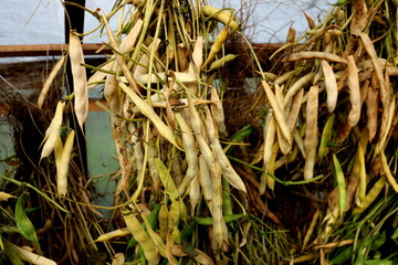 Bean with pods are dried in a greenhouse. dried pod beans