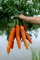 Freshly harvested and washed carrots against the background of pond water. Carrots hold in the hand...