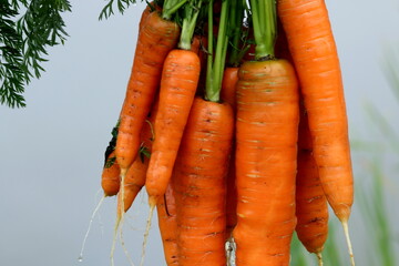 Freshly harvested and washed carrots against the background of pond water. Carrots hold in the hand of the farmer