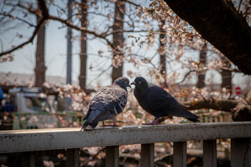Fototapeta premium 川の手すりの立つ鳩
