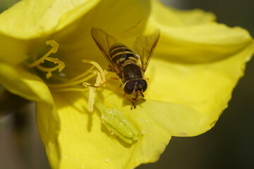 Hoverfly, Syrphus torvus, family Syrphidae in the flower of an evening primrose (Oenothera biennis), evening primrose family (Onagraceae). Netherlands, September.