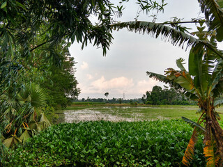 View of a flood-affected paddy field from the shore. A little Palm tree at left, Banana trees at right, Bamboo leaves are at top & common water hyacinth at bottom in water. Use as a background image.